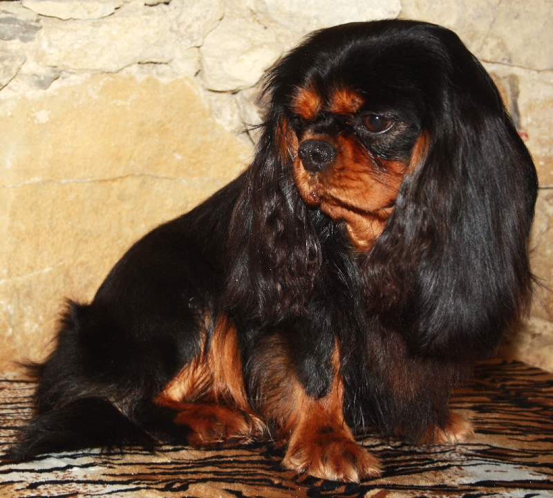 Eden black fire des Cavaliers de Canine Country