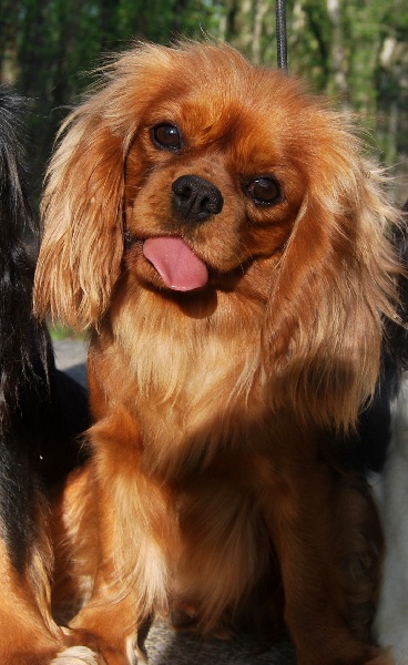 Eye catching ruby des Cavaliers de Canine Country