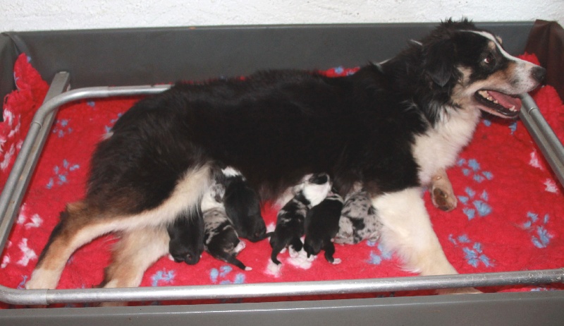 chiot Berger Australien des roches d'Orvaz