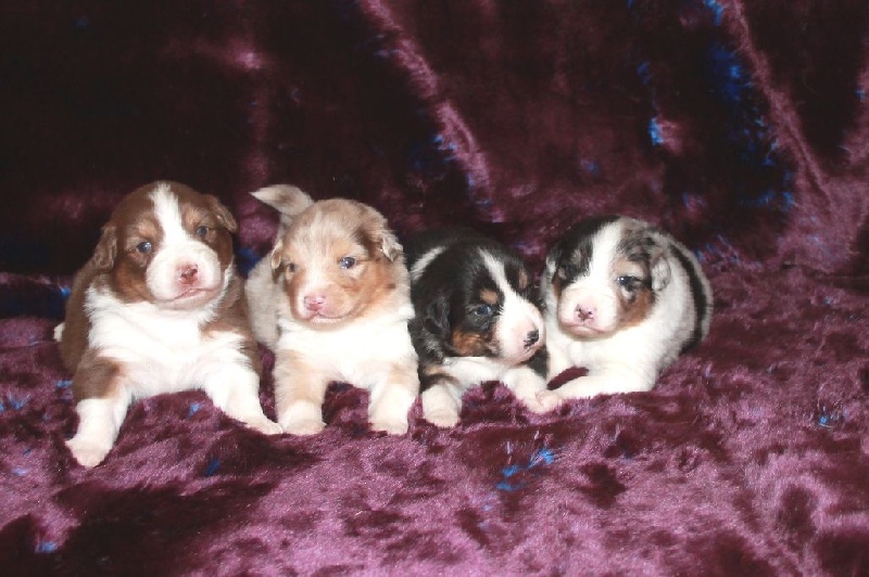 chiot Berger Australien des roches d'Orvaz