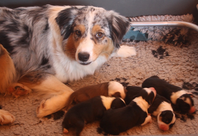 chiot Berger Australien des roches d'Orvaz