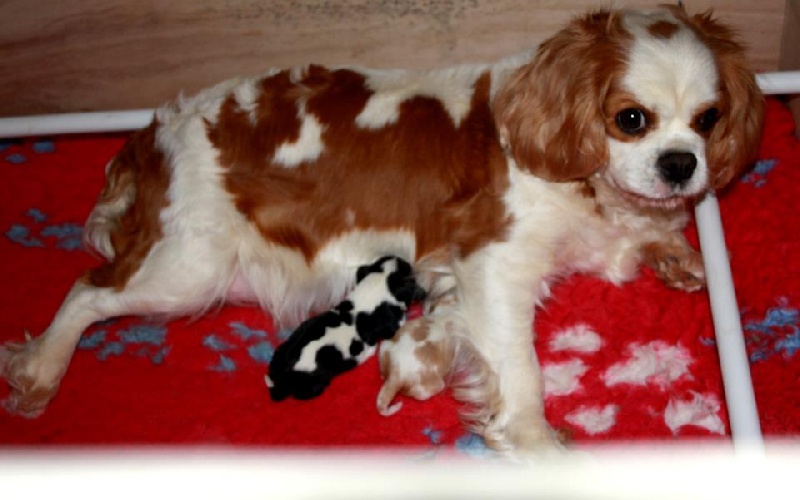 chiot Cavalier King Charles Spaniel des roches d'Orvaz