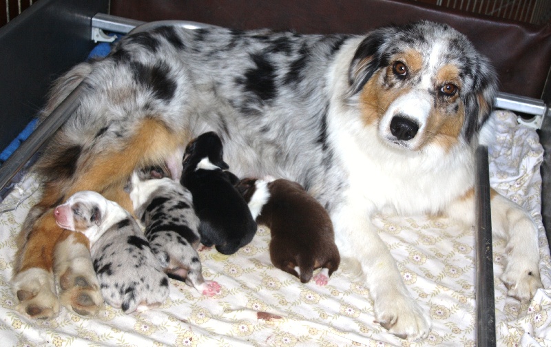 chiot Berger Australien des roches d'Orvaz