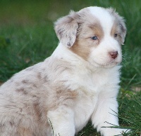 Male Rouge Merle