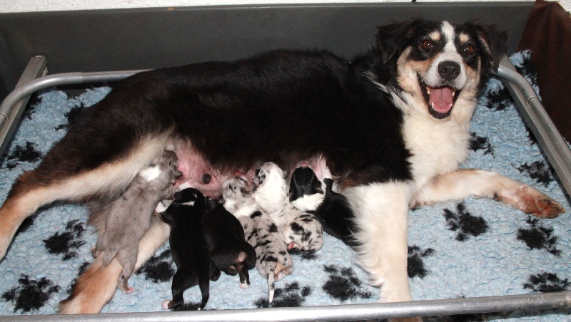 chiot Berger Australien des roches d'Orvaz