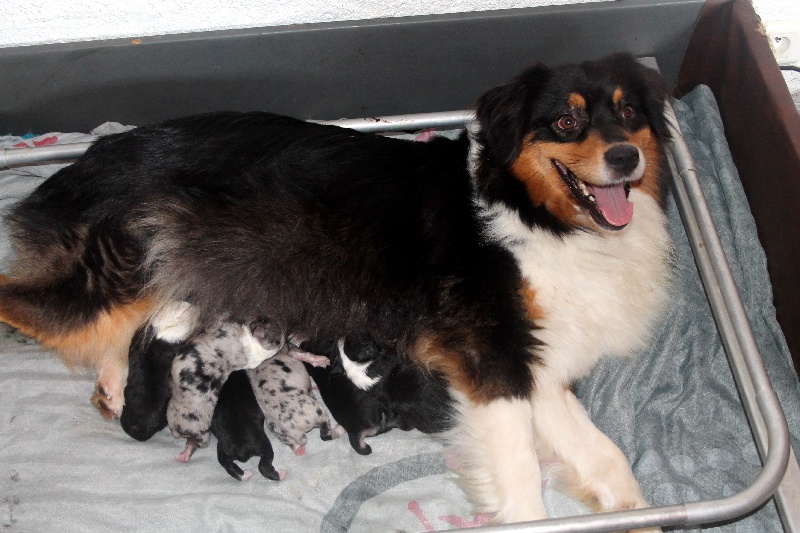 chiot Berger Australien des roches d'Orvaz