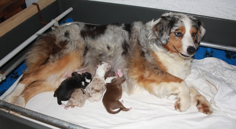 chiot Berger Australien des roches d'Orvaz