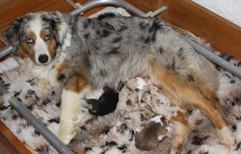 chiot Berger Australien des roches d'Orvaz