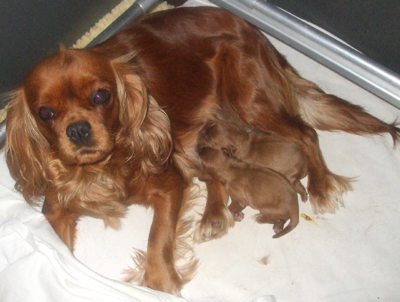 des roches d'Orvaz - Cavalier King Charles Spaniel - Portée née le 17/09/2010