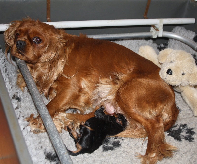 des roches d'Orvaz - Cavalier King Charles Spaniel - Portée née le 27/03/2012